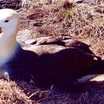 Waved Albatross